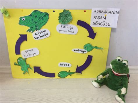 kurbağa yaşam döngüsü okul öncesi